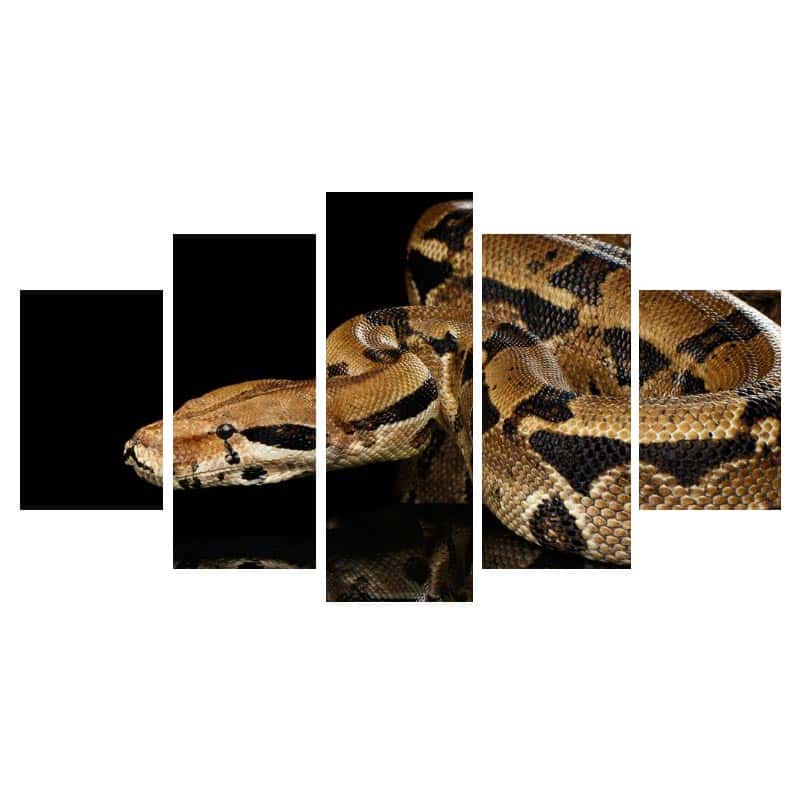 Yılan Tablo Reticulated Piton