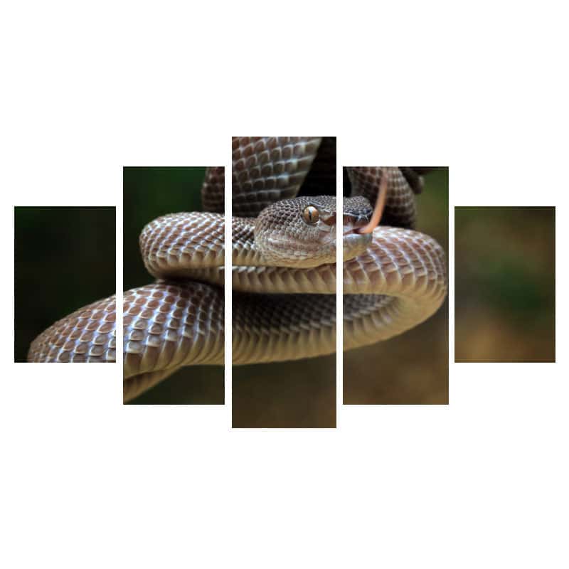 Yılan Tablo Kahverengi Viper